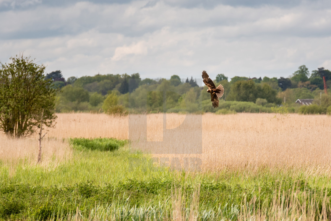 "Marsh Harrier manoeuvering over reedbed ii" stock image