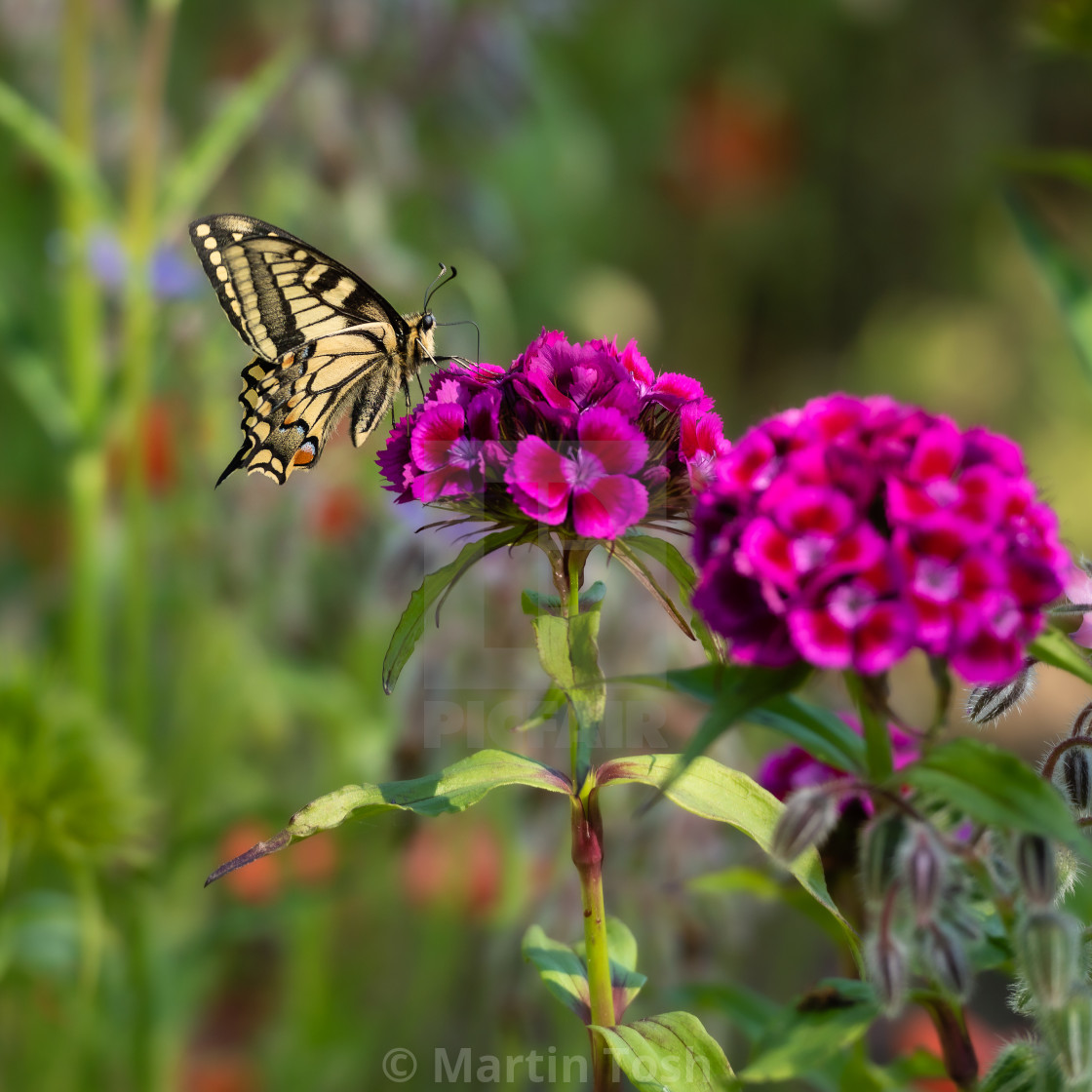 "Swallowtail butterfly feeding on pink flowers" stock image