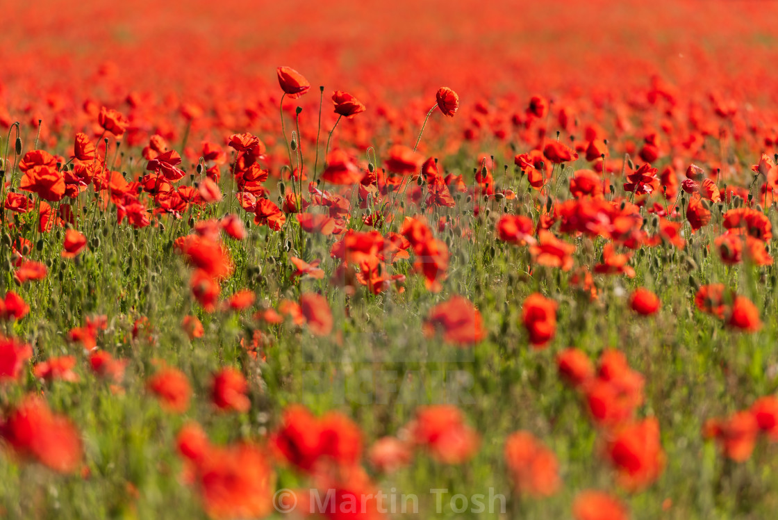 "Norfolk poppy field, soft bg and fg" stock image