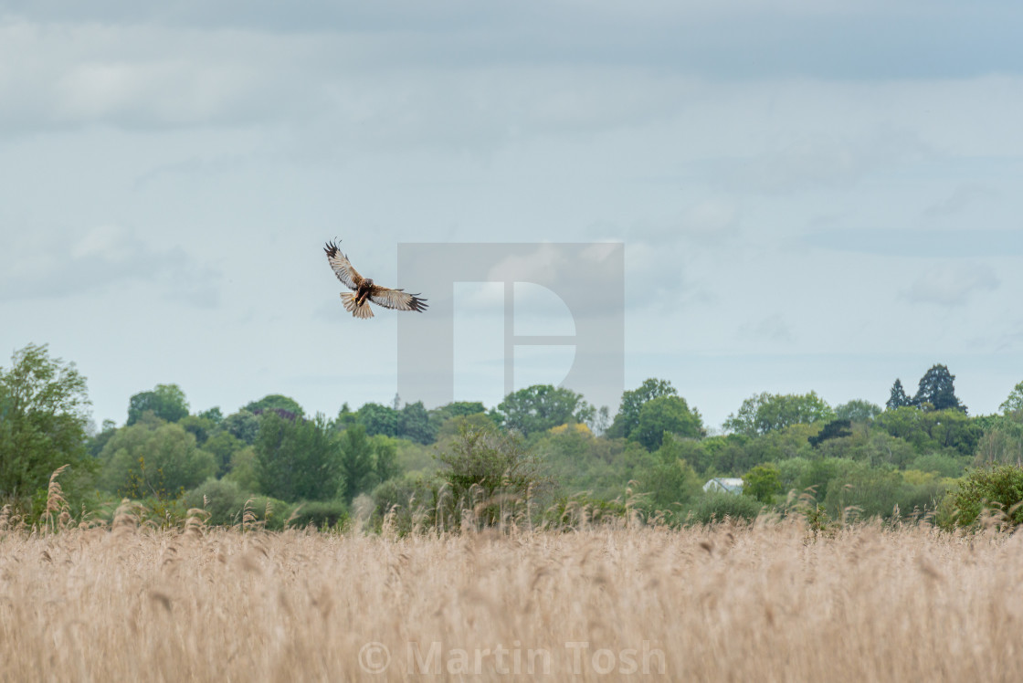 "Marsh Harrier manoeuvering over reedbed i" stock image