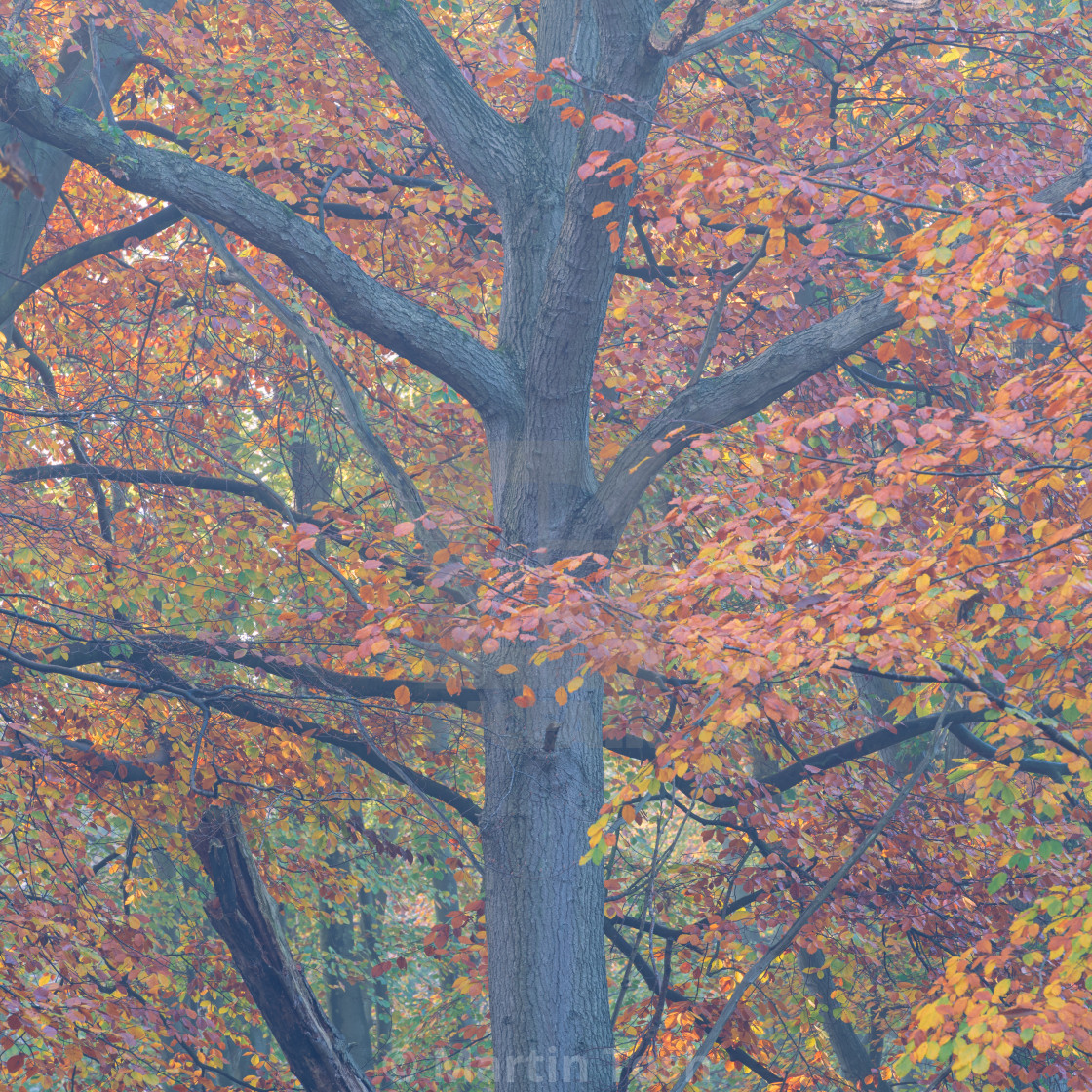 "A misty autumn morning in Thorpe woods, Norwich, Norfolk ix beech tree. Thorpe woods, November 2022" stock image