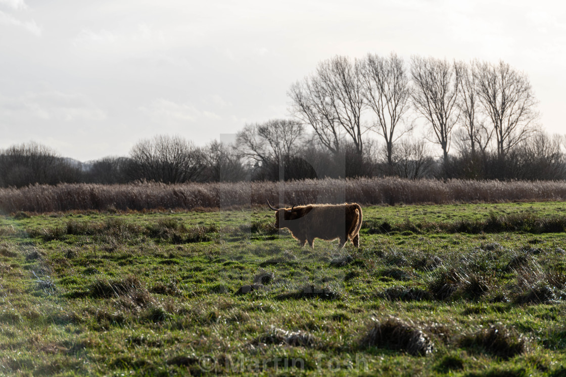 "Bos Taurus Taurus - Highland cattle grazing on Norfolk marshes ii" stock image