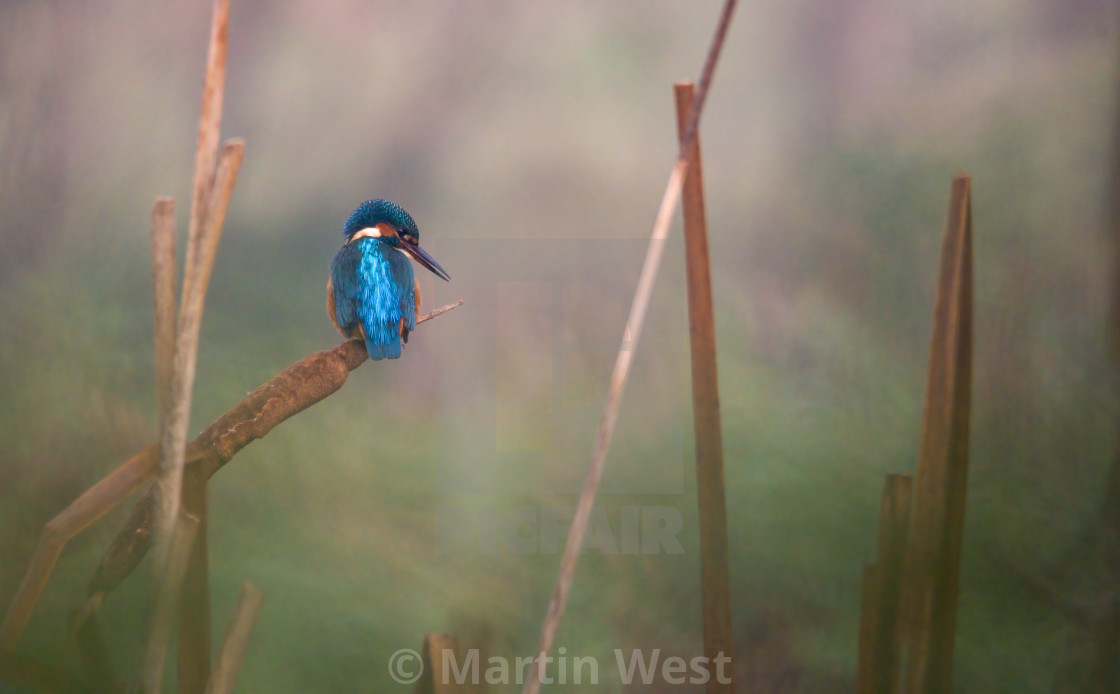 "Kingfisher on bullrush" stock image