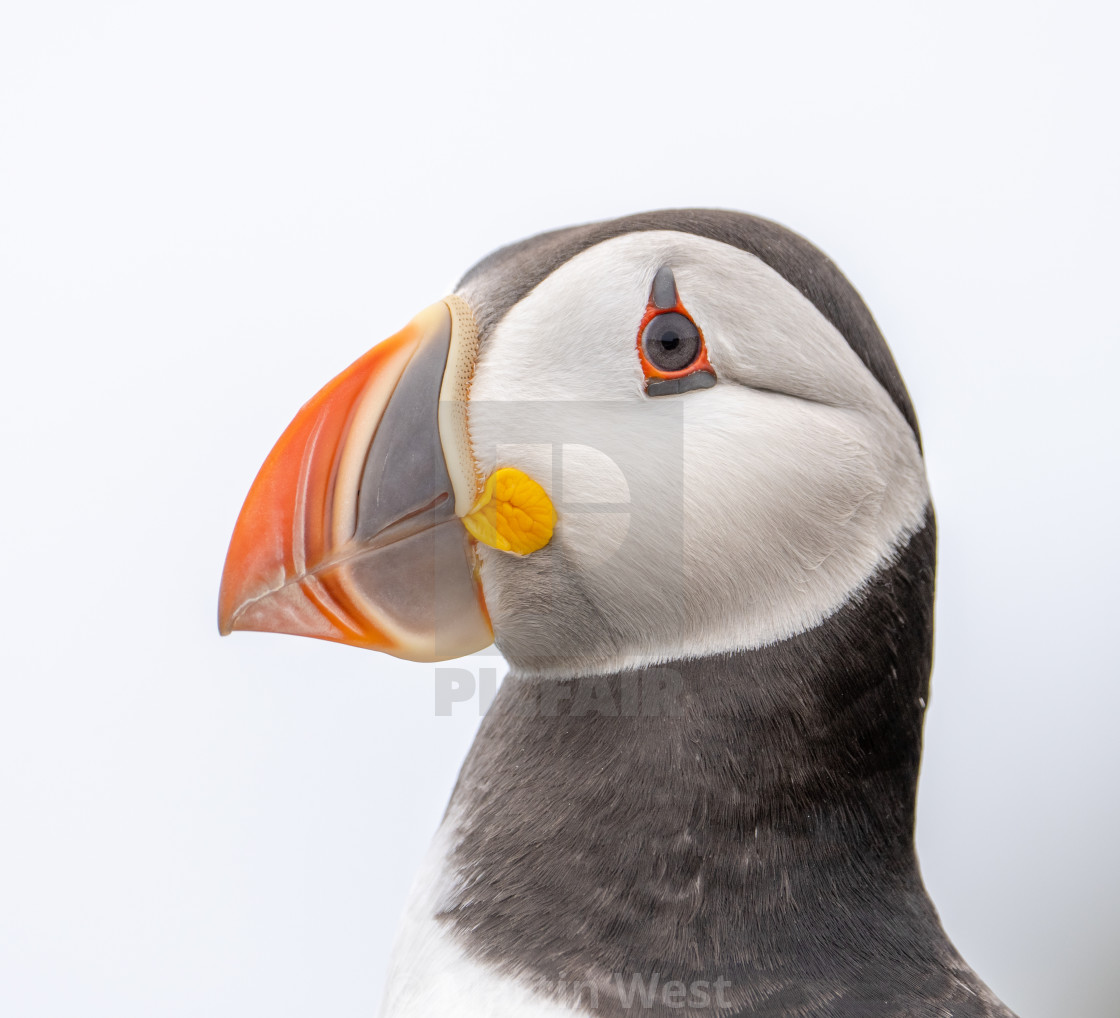 "Puffin in high key" stock image