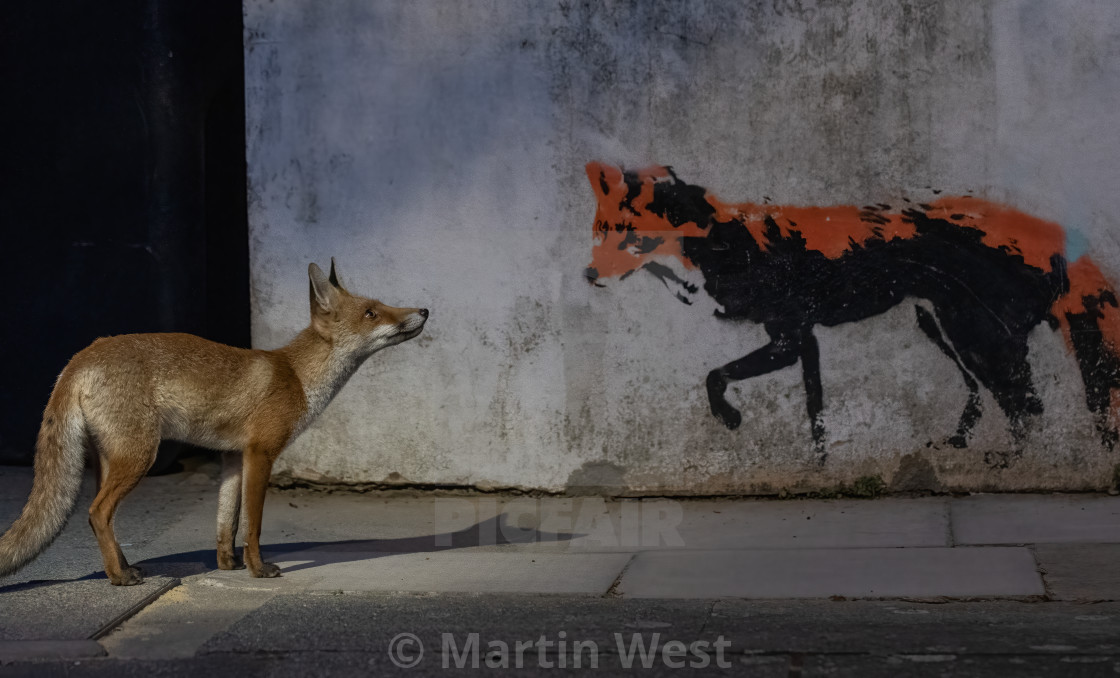 "Fox meets fox" stock image