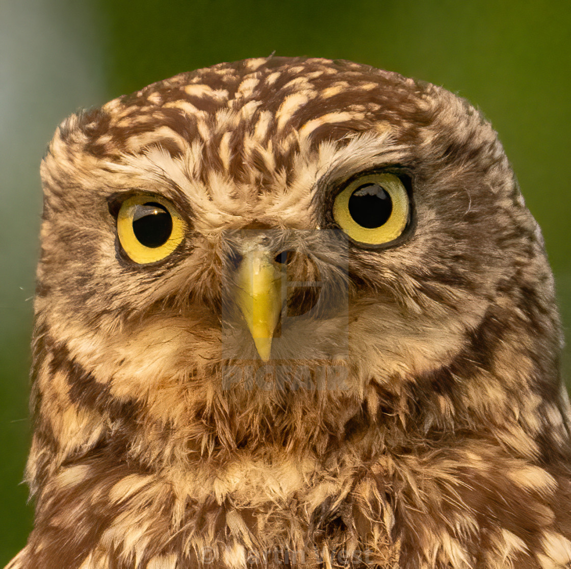 "Close up of Little Owl" stock image