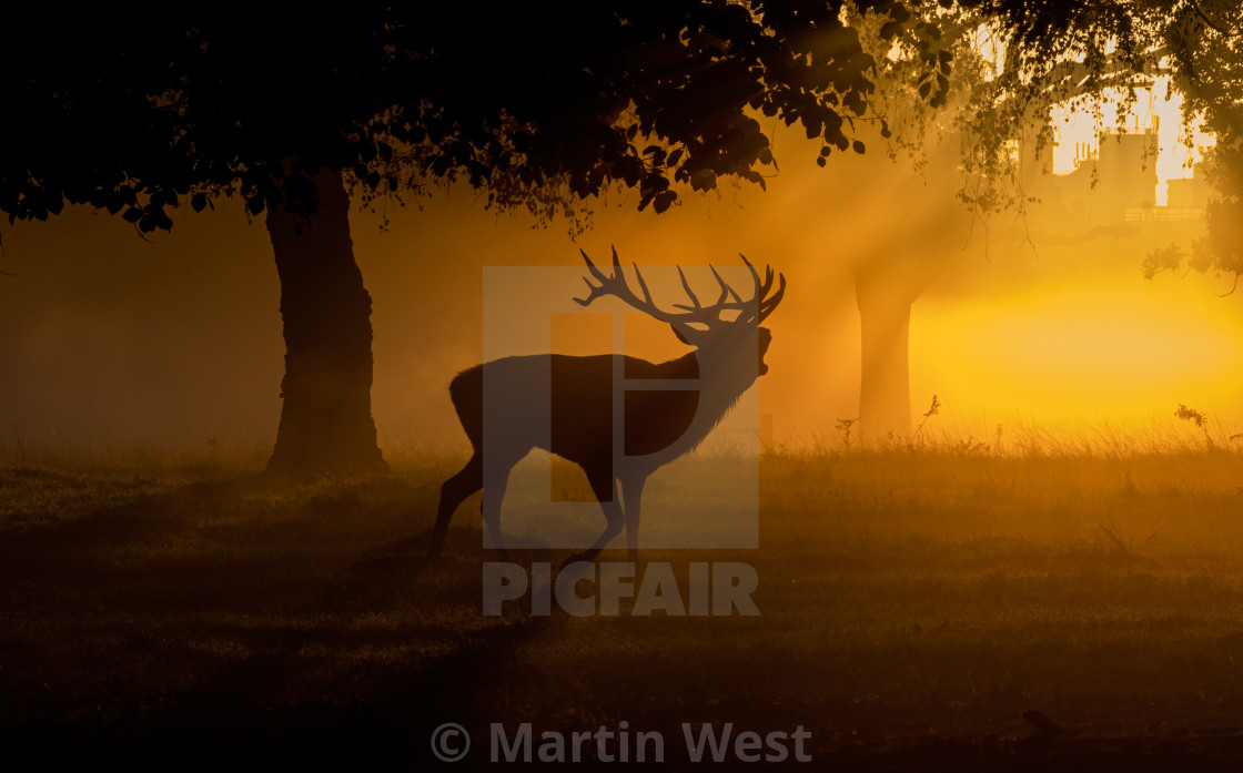 "Red deer bellowing sunrise" stock image