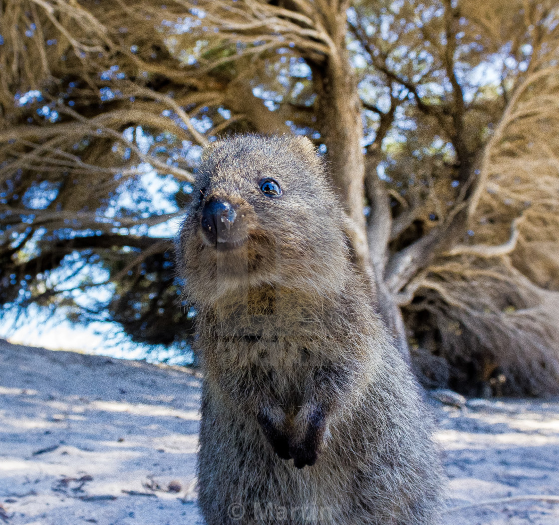 Australian Quokka On Rottnest Island Perth Australia License Download Or Print For 12 40 Photos Picfair