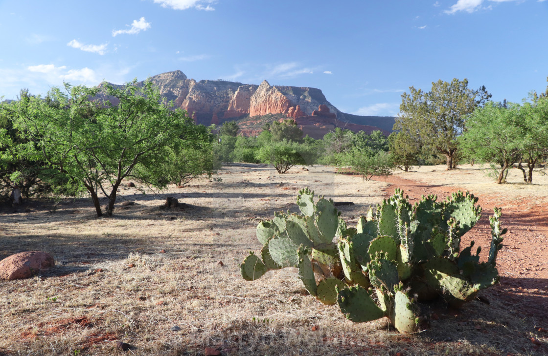 "Red rocks and cactus, Sedona, Arizona (nr 1)" stock image