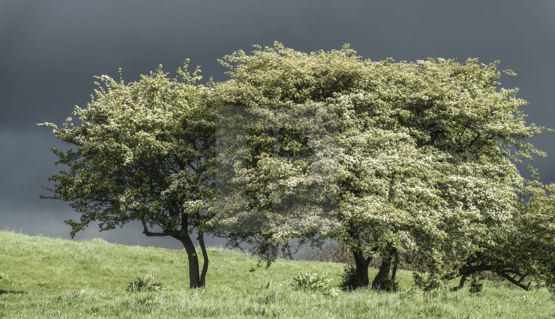 "Flowering Hawthorn - Crataegus monogyna - before a storm." stock image