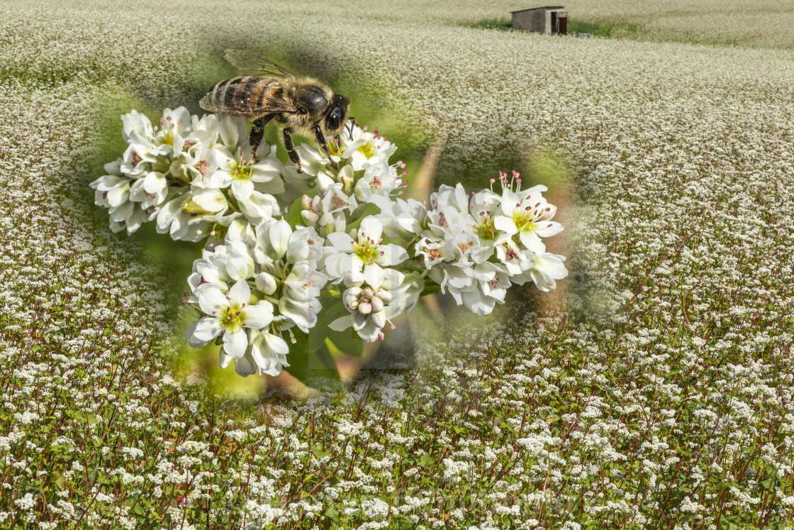 "Buckwheat in flower in September SW France. near La Rochelle. Honey bee on flowers." stock image