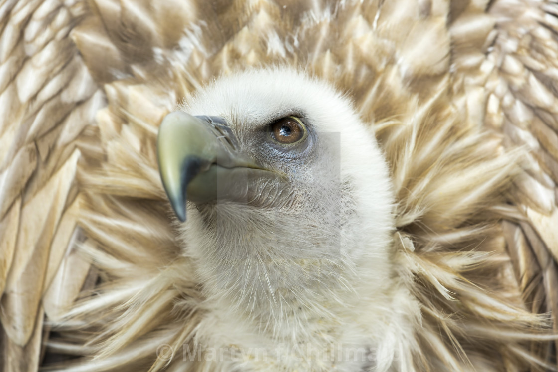 "Himalayan Vulture - Gyps himalayensis -" stock image