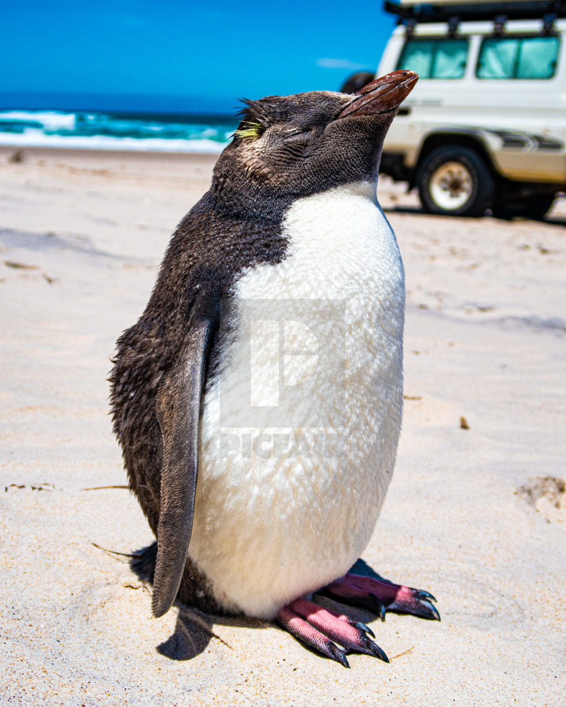 "Rock Hopper Penguin" by Mason Sullivan - £18.60 "Rock Hopper Penguin" stock image