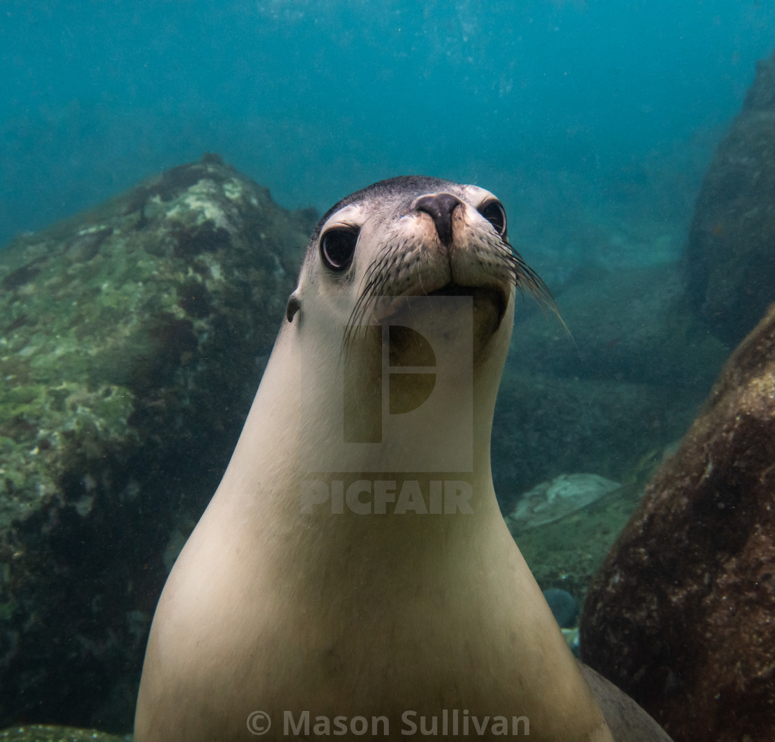 "Australian Sea Lion" by Mason Sullivan - £18.60 "Australian Sea Lion" stock image
