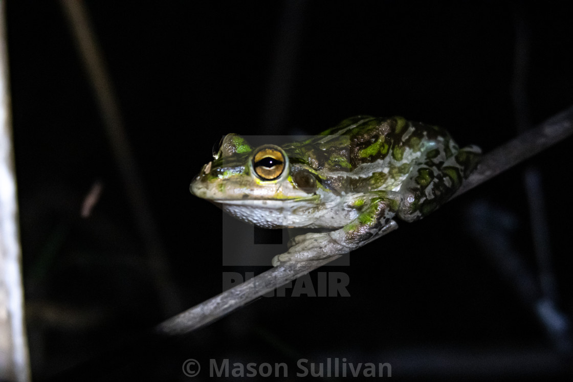 "WA Green Tree Frog" by Mason Sullivan - £18.60 "WA Green Tree Frog" stock image