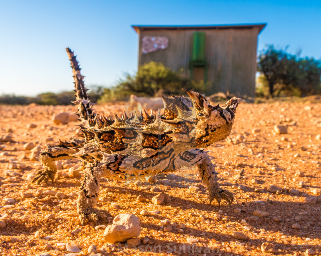 "Thorny Devil" by Mason Sullivan - £18.60 "Thorny Devil" stock image