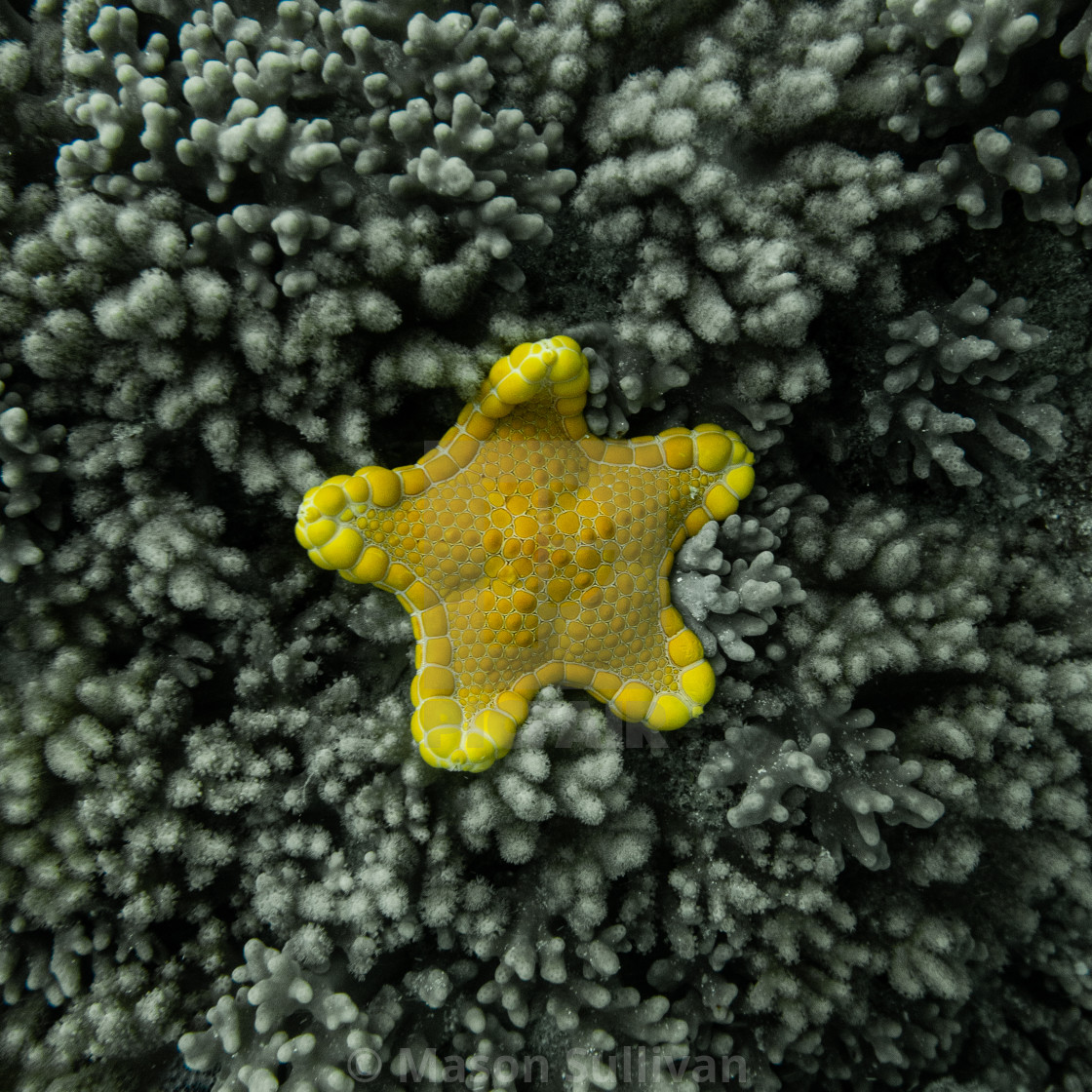 "Yellow Biscuit Star" by Mason Sullivan - £18.60 "Yellow Biscuit Star" stock image