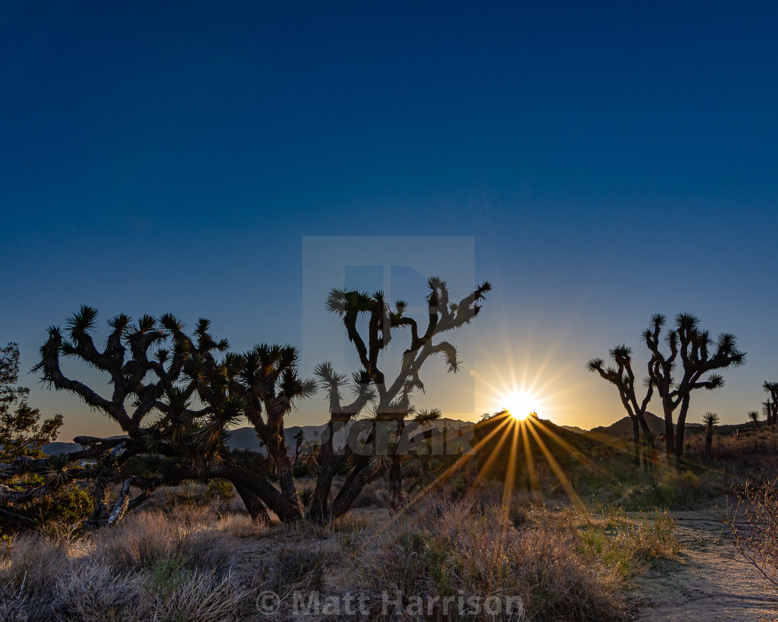 "Volcano Sunrise Over Joshua Tree" stock image