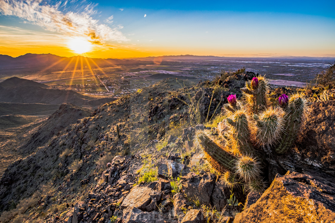 "Alta Flowers" by Matt Perkins - $63.49 "Alta Flowers" stock image