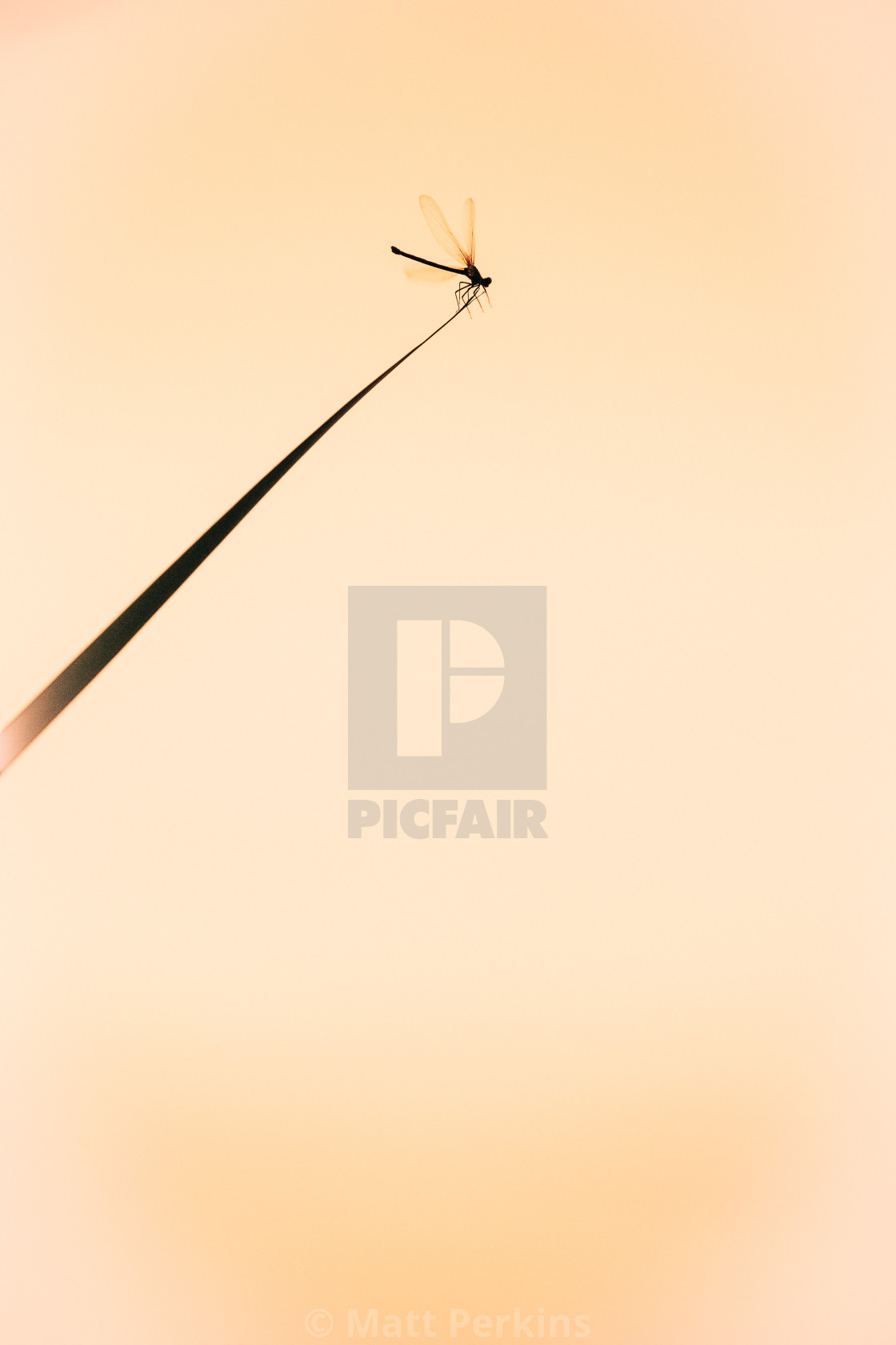 "The Damselfly" by Matt Perkins - $63.49 "The Damselfly" stock image