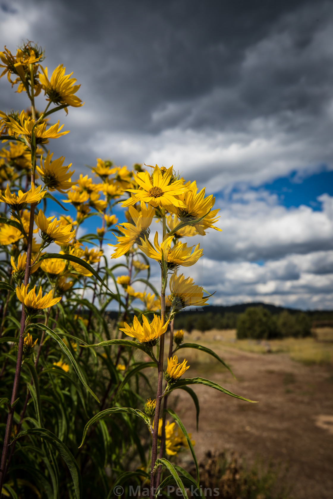 "Flagstaff Botaical Gardens" by Matt Perkins - $63.49 "Flagstaff Botaical Gardens" stock image