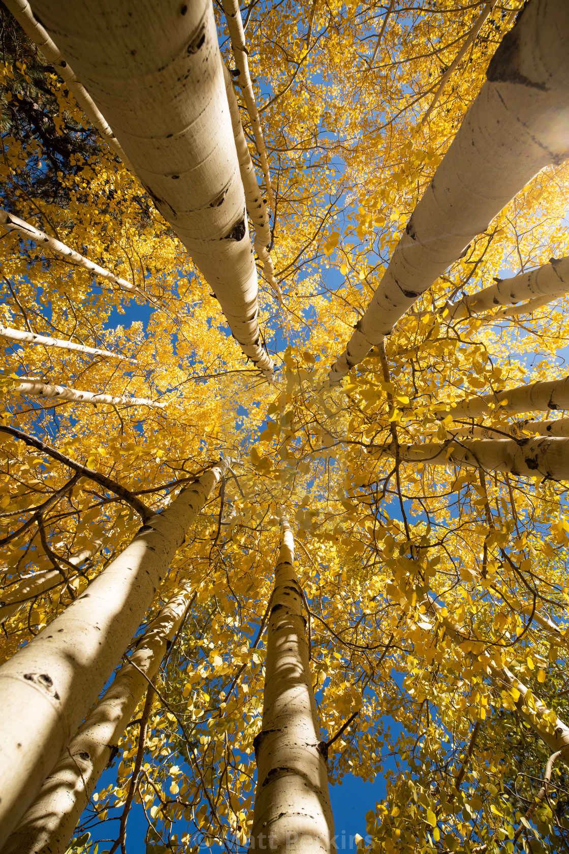 "The Aspen Trees of Lockett Meadow reveal their fall colors as they stretch toward the sky." by Matt Perkins - $63.49 "The Aspen Trees of Lockett Meadow reveal their fall colors as they stretch toward the sky." stock image