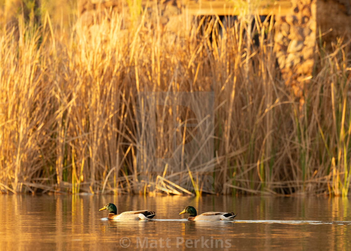 "Duck Lagoon" by Matt Perkins - $63.49 "Duck Lagoon" stock image