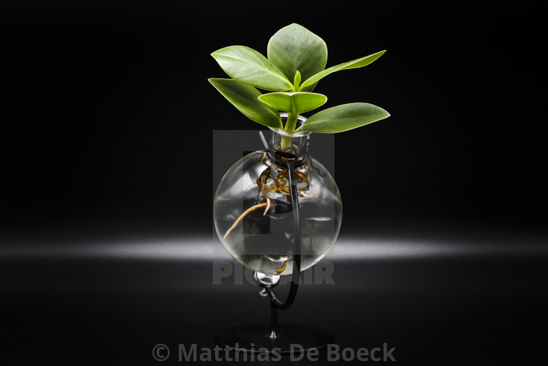"A plant with roots visible in water" by Matthias De Boeck - $15.32 "A plant with roots visible in water" stock image