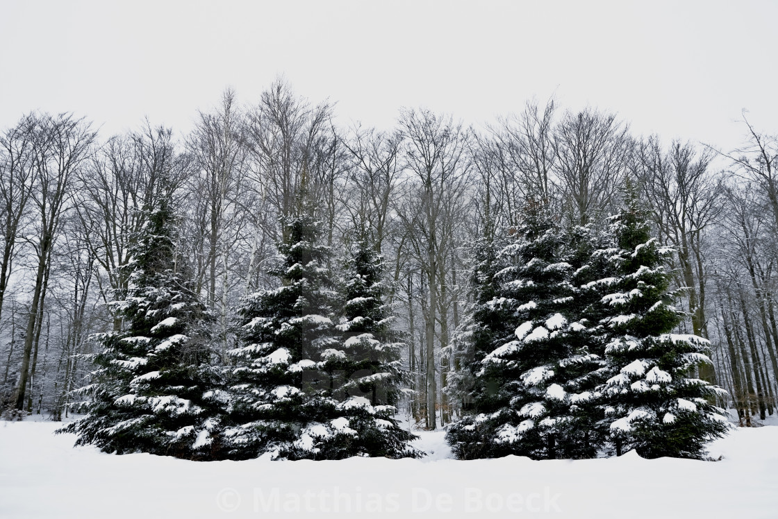 "Snowy hills and woods" by Matthias De Boeck - $15.32 "Snowy hills and woods" stock image