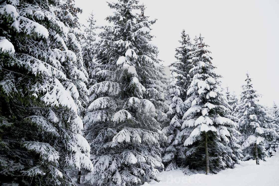 "Snowy hills and woods" by Matthias De Boeck - $15.32 "Snowy hills and woods" stock image