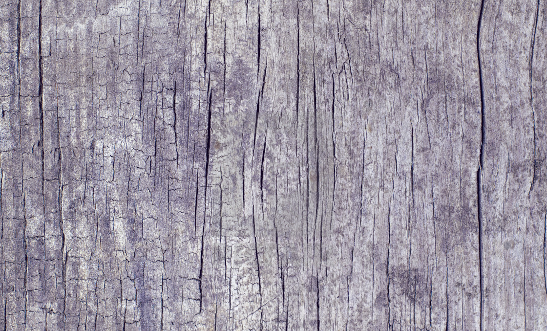 Cracked and stained old wood texture. One piece worn wood ...