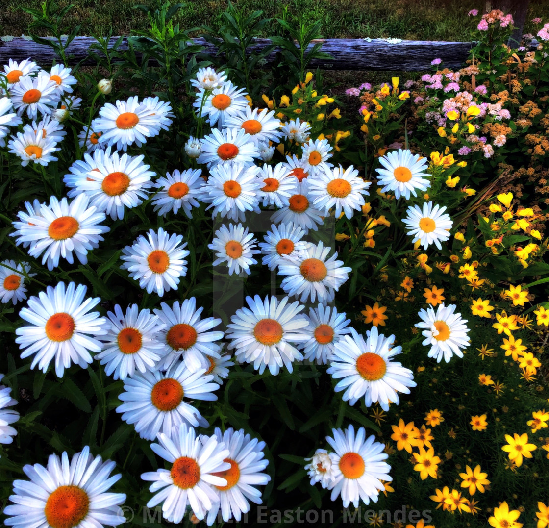 "Splendor in the Grass" by Meredith Easton Mendes - £10.00 "Splendor in the Grass" stock image