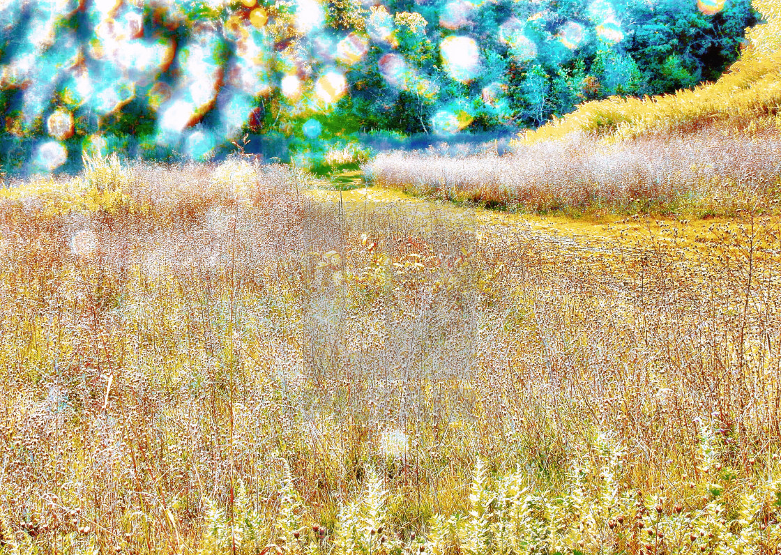 "Sun-dappled field" by Meredith Easton Mendes - £10.00 "Sun-dappled field" stock image