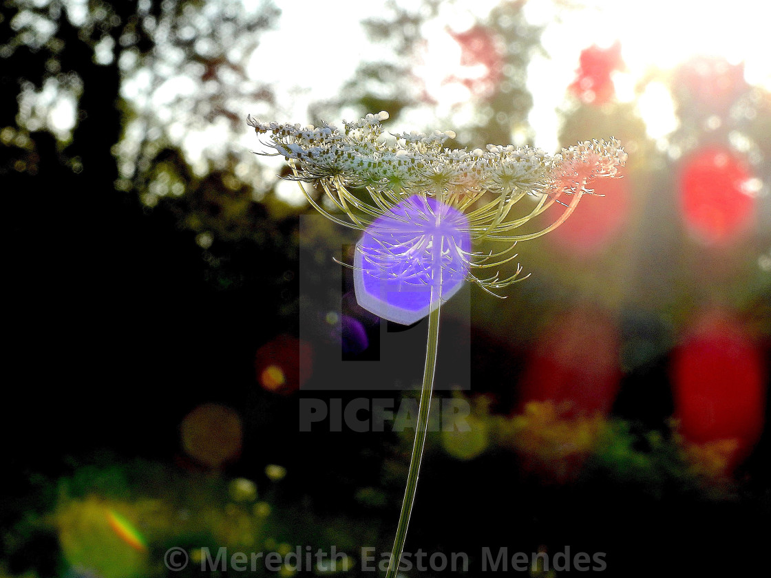 "Sunlit Queen Anne's Lace" by Meredith Easton Mendes - £10.00 "Sunlit Queen Anne's Lace" stock image