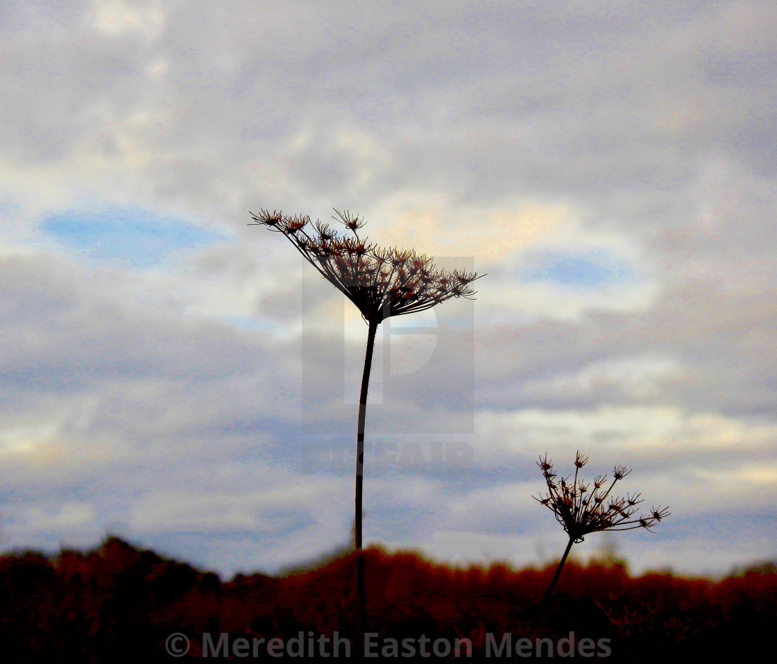 "Triumphant Queen Anne's Lace" by Meredith Easton Mendes - £10.00 "Triumphant Queen Anne's Lace" stock image