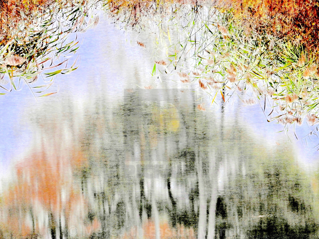 "Weeping Willow in Autumn" by Meredith Easton Mendes - £10.00 "Weeping Willow in Autumn" stock image
