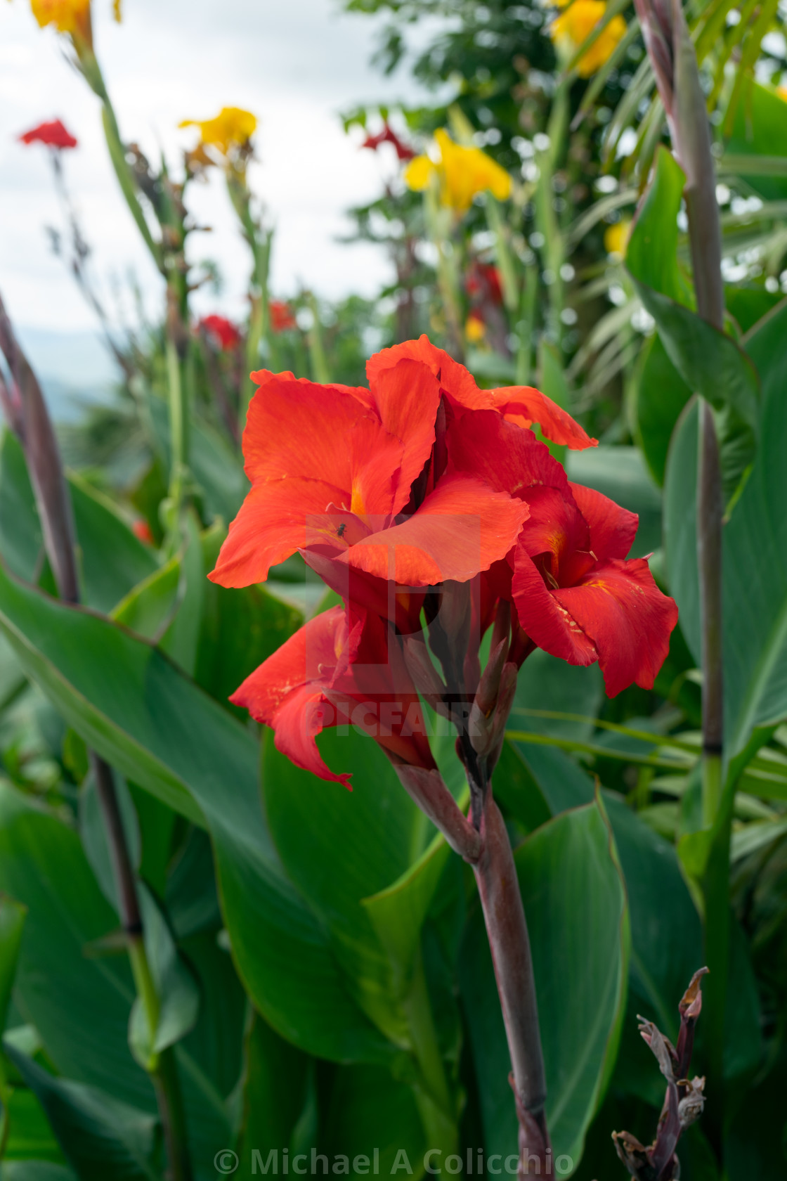 Red Flower In Sirao Flower Garden In Cebu Philippines License Download Or Print For 40 00 Photos Picfair