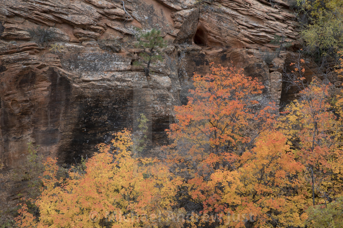 "Zion Fall Colors" stock image