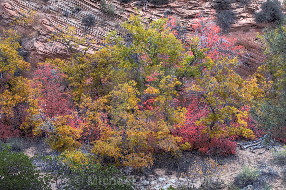 "Zion Fall Colors" stock image