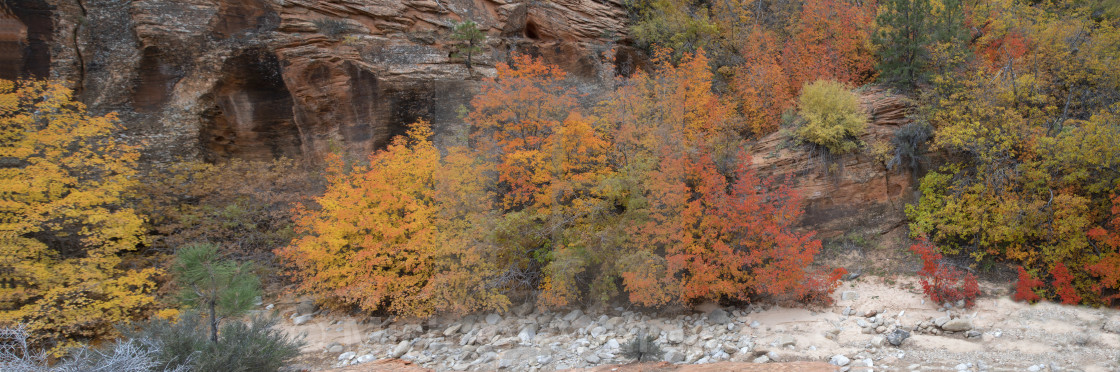 "Zion Fall Colors" stock image