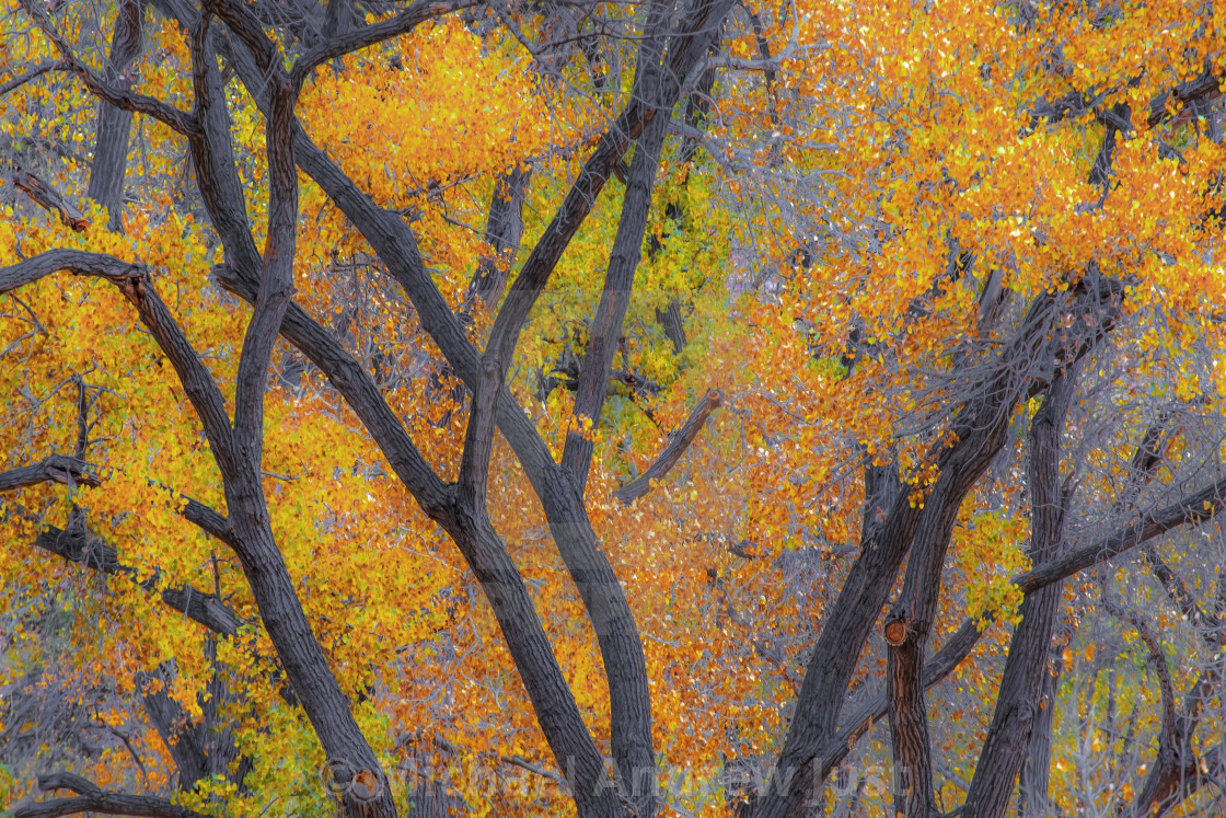 "Zion Autumn" stock image