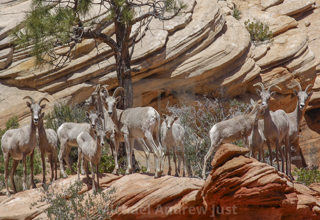 "BIGHORNS ON THE EDGE" stock image