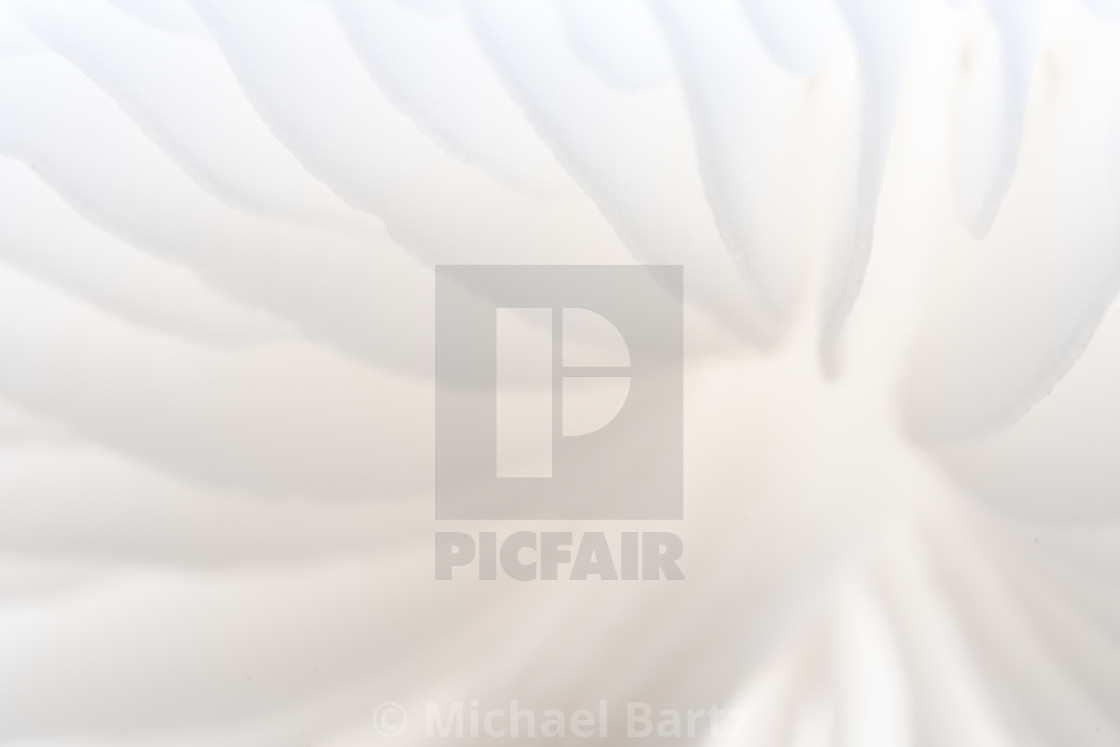 "Buchen-Schleimrübling" by Michael Bartz - $7.71 "Buchen-Schleimrübling" stock image