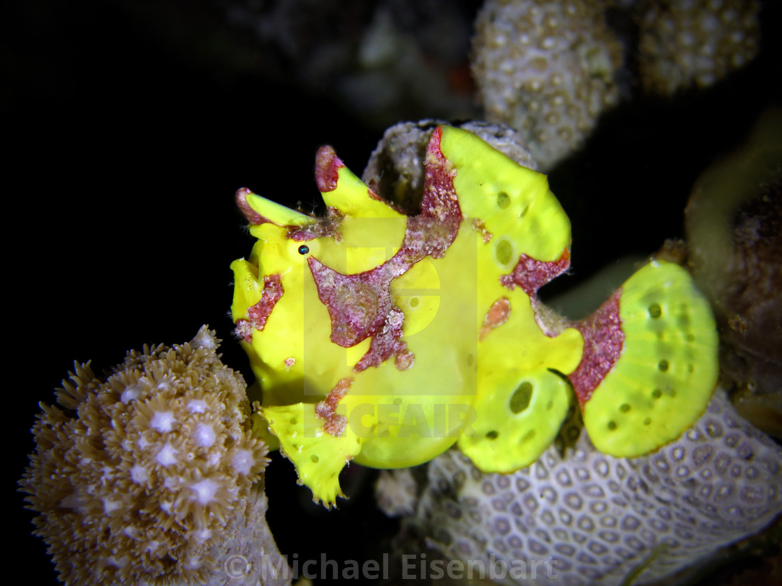 "Painted Frogfish" stock image