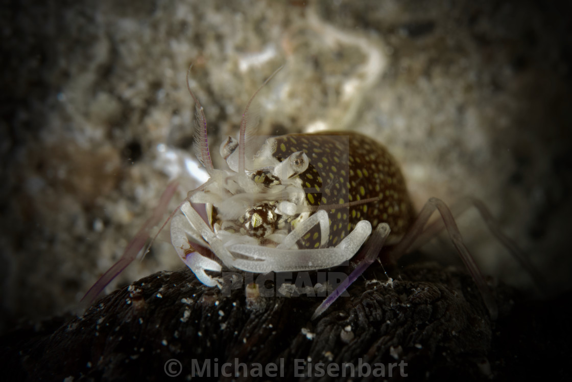 "Spotted Bumblebee Shrimp" stock image