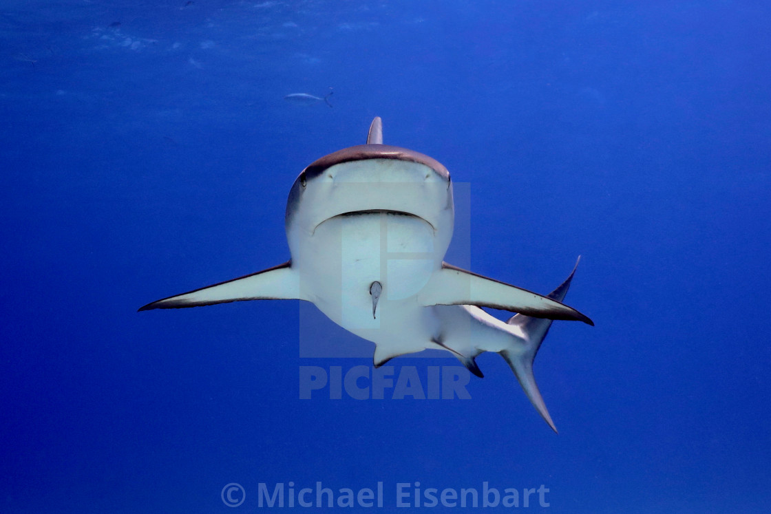 "Caribbean Reef Shark" stock image