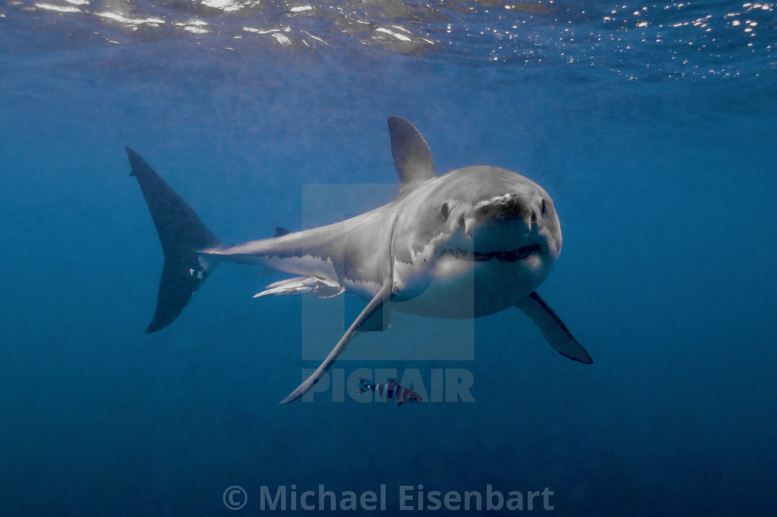 "Great White Shark" stock image