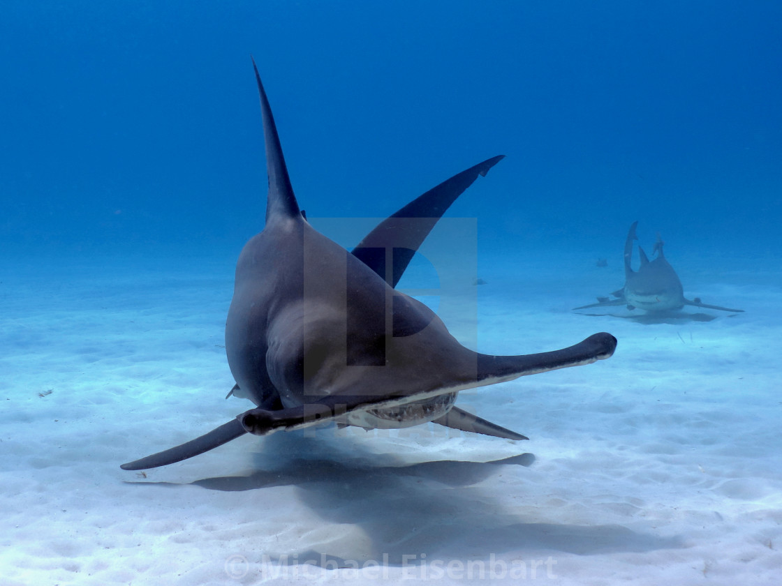 "Great Hammerhead Shark" stock image