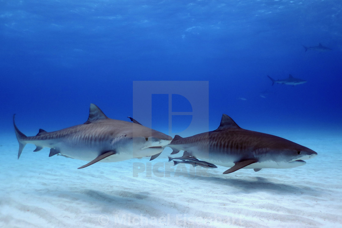 "Tiger Sharks" stock image