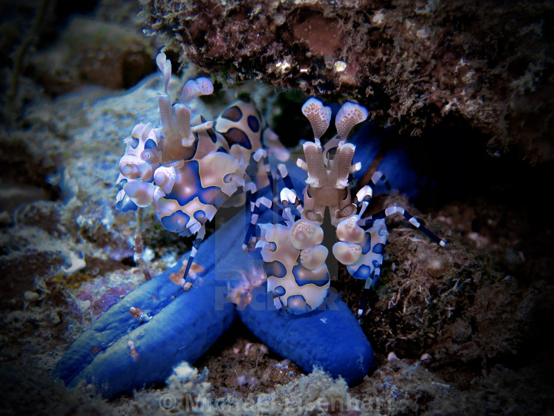 "Harlequin Shrimps" stock image